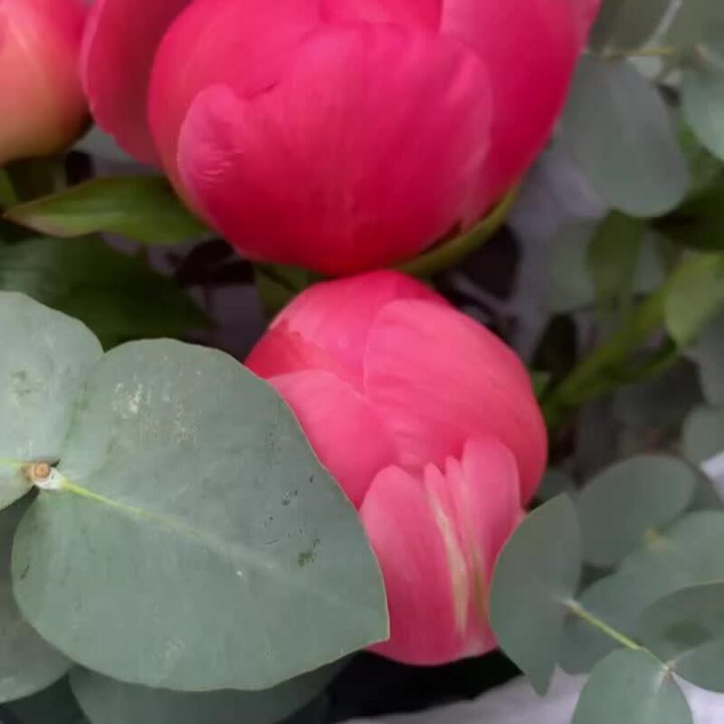 Пионы Корал Шарм с эвкалиптом Пионы Корал Шарм с эвкалиптом